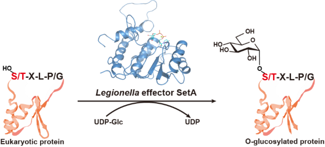 BioArt推送/Graphical Abstract.png