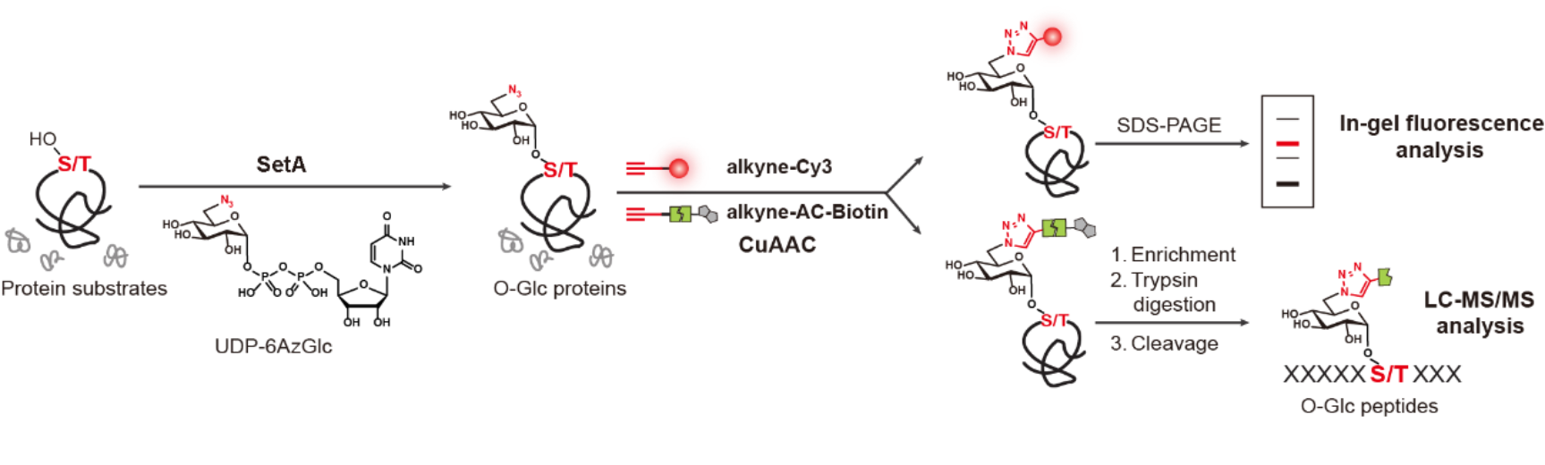 BioArt推送/流程图.png