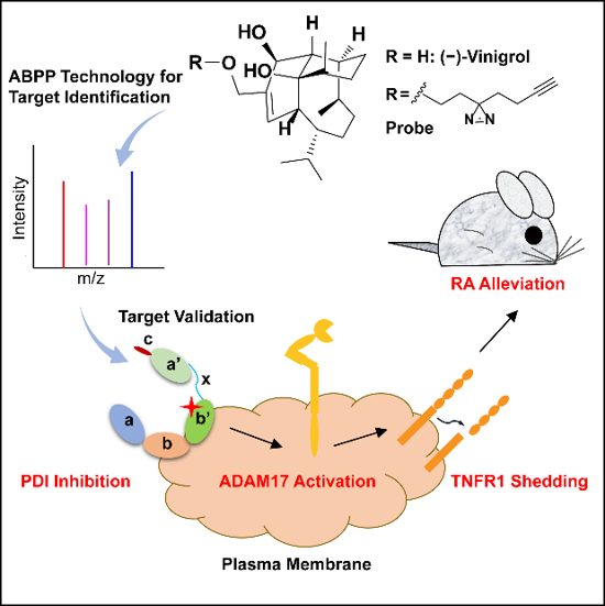 54. Photoaffinity Labeling Coupled with Proteomics Identify PDI-ADAM17 Module is Targeted by (–)-Vinigrol to Induce TNFR1 Shedding and Ameliorate Rheumatoid Arthritis in Mice