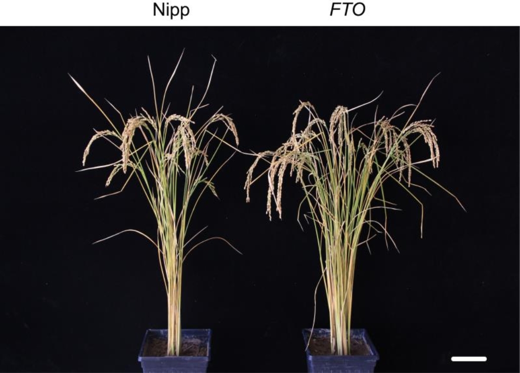 E:\Research\Epitransgenic Plants\rice\NBT submitted files\宣传稿\微信图片_20210721143548.jpg