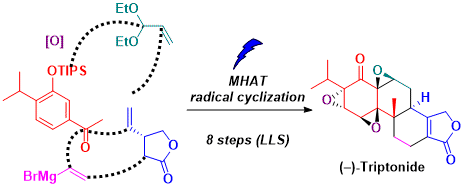 45. Scalable Total Synthesis of (−)-Triptonide: Serendipitous Discovery of a Visible-Light-Promoted Olefin Coupling Initiated by Metal-Catalyzed Hydrogen Atom Transfer (MHAT)