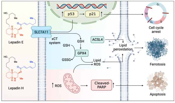 52. Marine Alkaloid Lepadins E and H Induce Ferroptosis for Cancer Chemotherapy