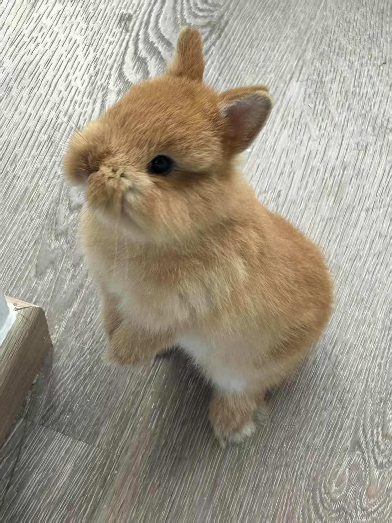 孝哲兔子.jpg